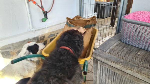Flocke möchte auch kontrollieren, aber das ist Aishas Job