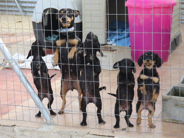 Peppi und ihre Babies durften zusammen in den offenen Carport ziehen