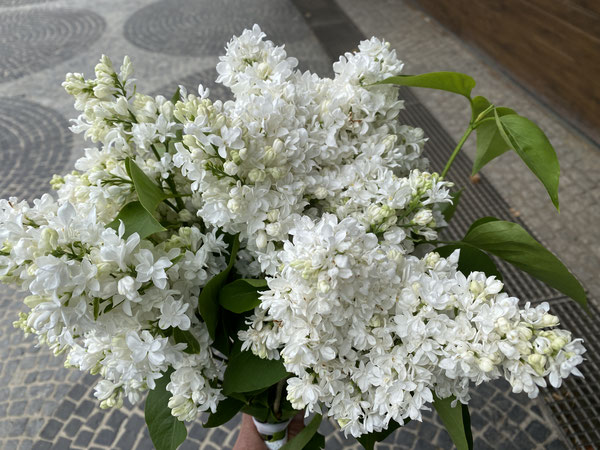 Diesen frischen Flieder hat uns Minchen aus ihrem Garten geschenkt
