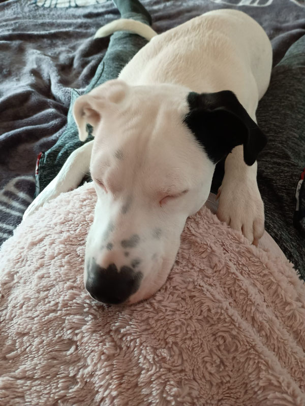 wurde ein "richtiger" Hund