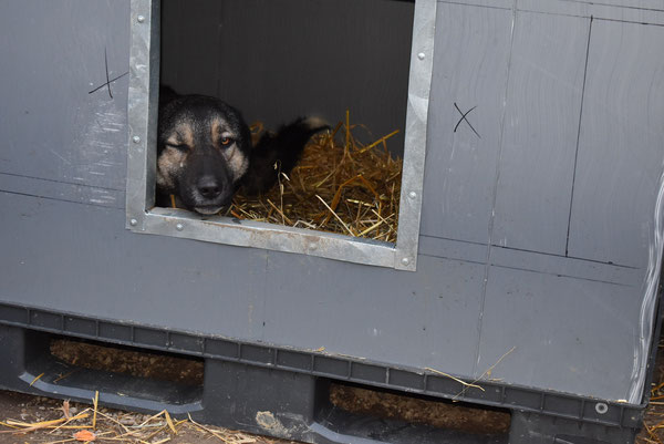 Einer von Carmens Schützlingen in seiner neuen Hundehütte - mit weichem, wärmendem Stroh