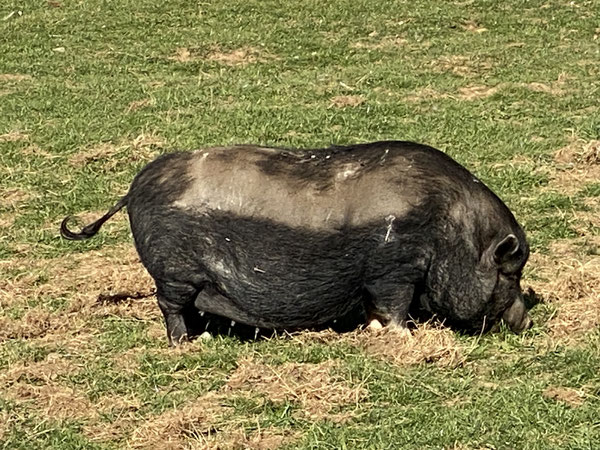 So geht gute Schweinehaltung