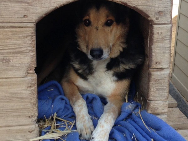 Rex: Heute ist der 13., da gehe ich nicht aus dem Haus!