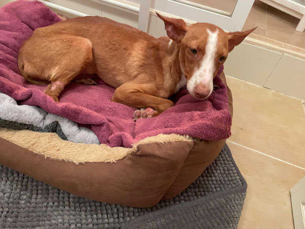 Nico, Podenco-Rüde, ca. 6 Monate alt