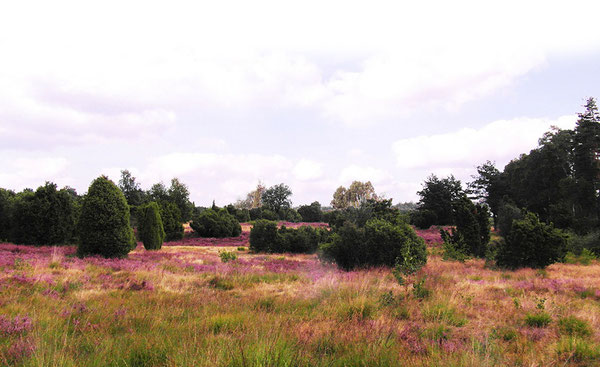 Lüneburger Heide