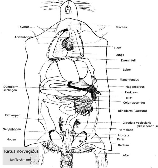 Die Ratte im Überblick... Farbratten