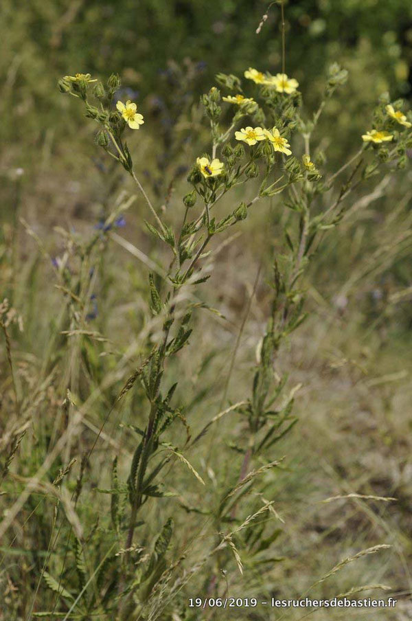 Potentilla recta, Cévennes