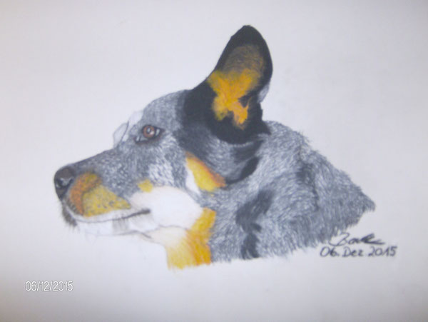 Wally, Australien Cattledog