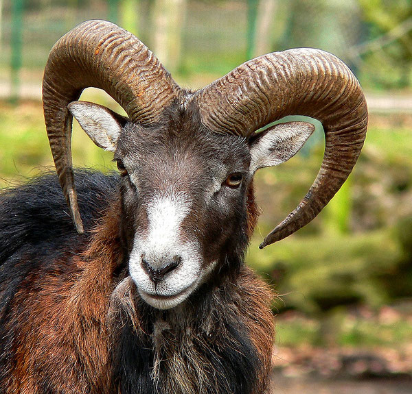 Steinbock