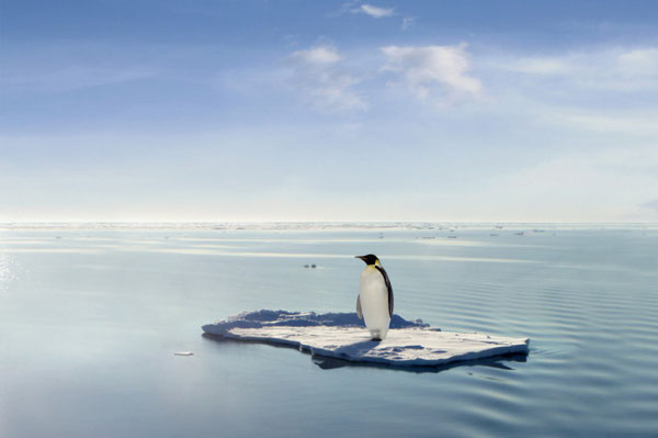 Solitary penguin on an ice floe