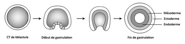 Figure 20 : La gastrulation