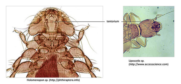 Figure 30 : photos montrant la variation du tentorium chez une espèce de poux du genre Holomenopon (anciennement de l'ordre des Mallophages) et un Psocoptera du genre Liposcelis © entomoLOGIC (photos : phtiraptera.com et accesscience.com)