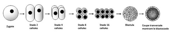 Figure 19 : Formation de la blastula