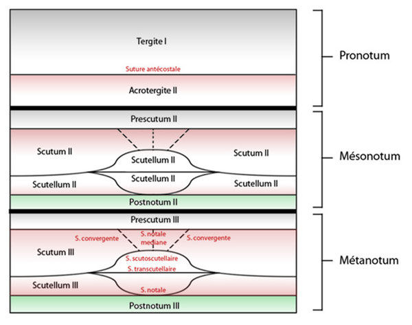 Figure 33 : Tagmatisation type du thorax © entomoLOGIC