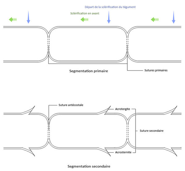 Figure 24 : Segmentation primaire et secondaire