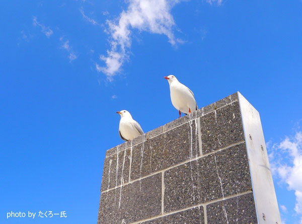 一眼レフにハマったタクロー氏。なかなかステキな写真じゃないですか♪ ちょっとカモめのフンが汚いケド(笑)。