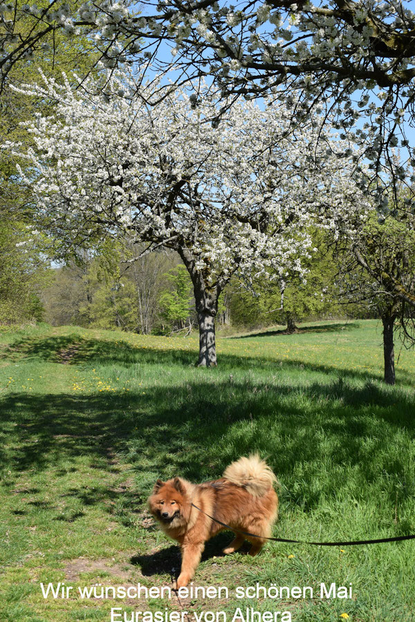 Bailey von Alhera