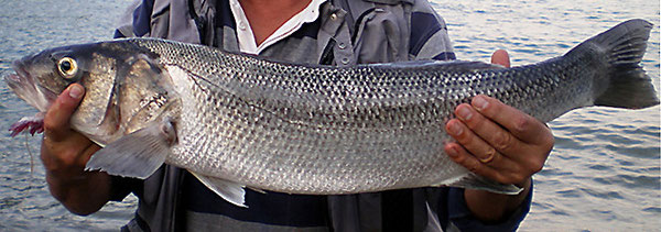 Gros bar pêché en Rance