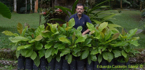 Juveniles of Magnolia wolfii and Magnolia hernandezii. These treelets were germinated at "Jardín Botánico de Pereira" and have been further cultivated at El Refugio