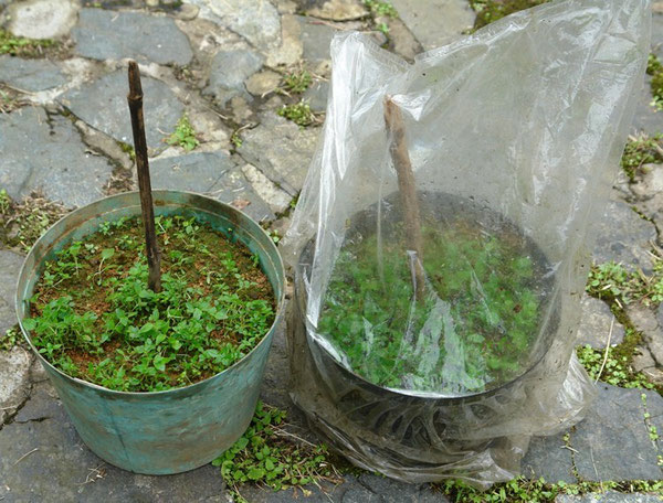 Six-month-old germination containers with Meriania hernandoi seedlings. The plastic bag on the left has been removed for the picture.