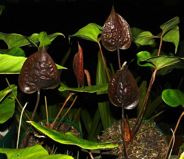 The black anthurium (Anthurium caramantae) at the nursery of El Refugio.  Do you see the small lizard? (biological control)