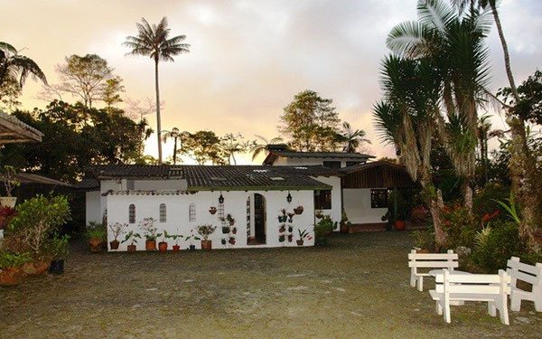 The house, surrounded by palms, arborescent ferns and trees. The big palm behind the house is a wax palm (Ceroxylon quindiuense), the national tree of Colombia