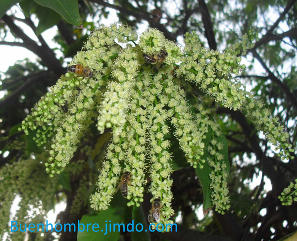 Abeja trabajando en una mata de limon sillo