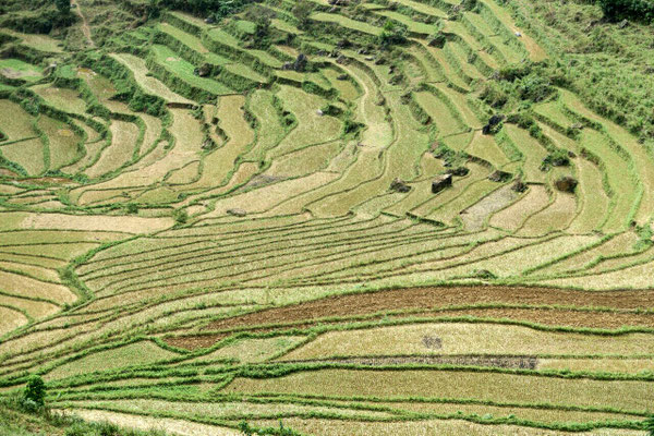 Cultures en terrasses sur la route de Bac Ha