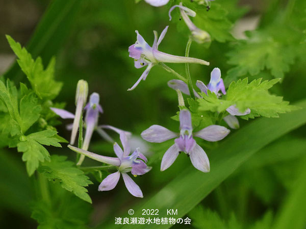 渡良瀬遊水地内のセリバヒエンソウの花