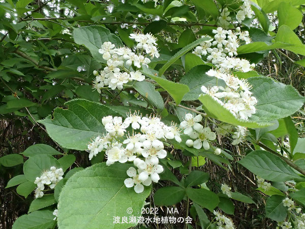 渡良瀬遊水地内のカマツカの花