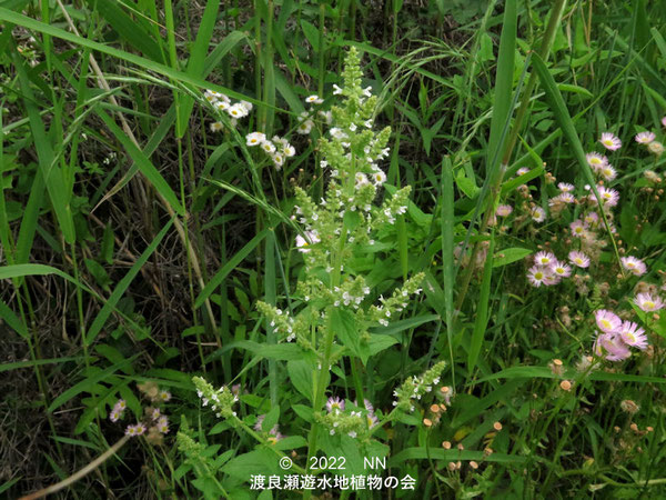 渡良瀬遊水地内のシロバナミゾコウジュ