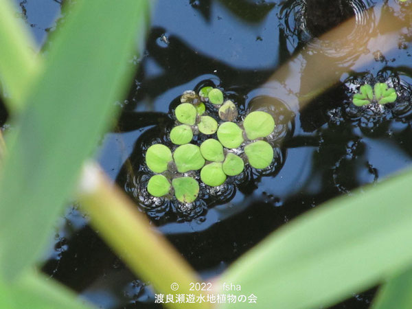 渡良瀬遊水地内のウキクサ