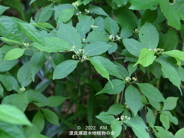 渡良瀬遊水地内のムラサキシキブ花