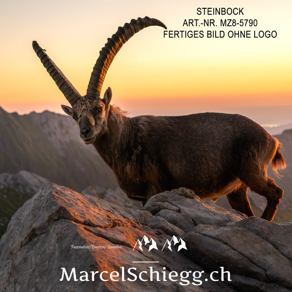 Steinbock, Steinböcke, Wandbild, Marcel Schiegg Fotografie, Steinböcke bei Sonnenaufgang