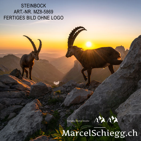 Steinbock, Steinböcke, Steinbock bei Sonnenaufgang