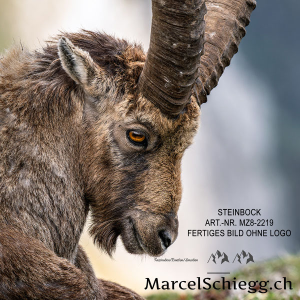 Marcel Schiegg, Fotografie, Steinbock, Steinböcke, Wandbild, Leinwandbild, Alu Dibond, Fine Art, Marcel Schiegg Fotografie
