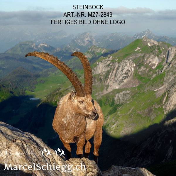 Steinbock, Steinböcke, Steinbock König der Alpen