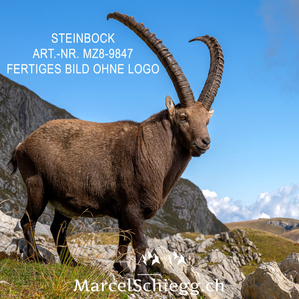 Marcel Schiegg, Fotografie, Steinbock, Steinböcke, Wandbild, Leinwandbild, Alu Dibond, Fine Art, Marcel Schiegg Fotografie