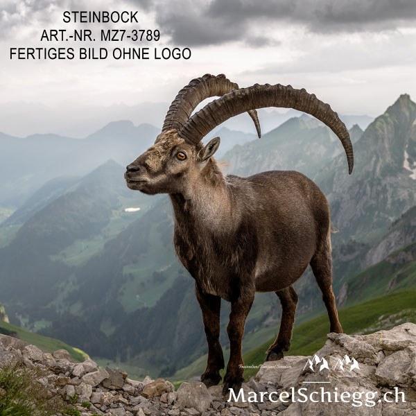 Steinbock, Steinböcke, Wandbild, Marcel Schiegg Fotografie