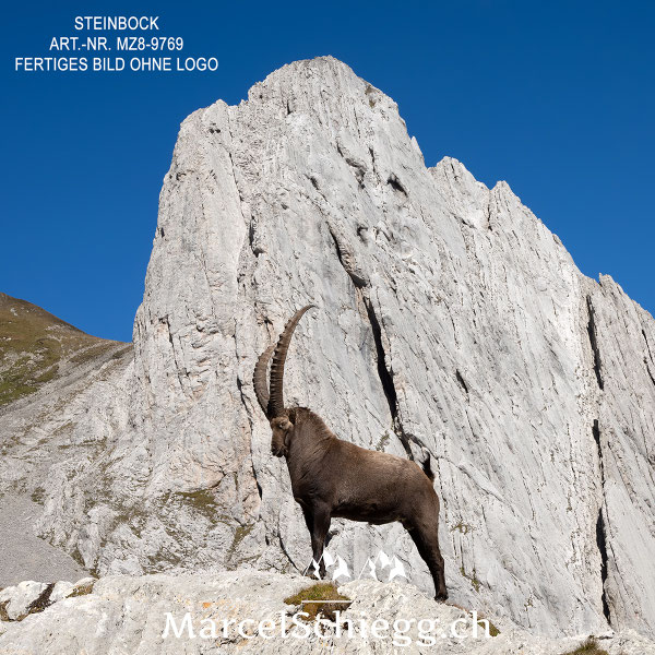 Steinbock, Steinböcke, Alpensteinbock