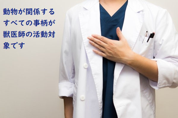 動物が関係するすべての事柄が、獣医師の活動対象です。行政書士　七野国際法務事務所