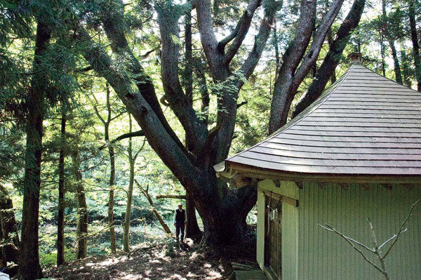 八岐大蛇（やまたのおろち）にも見える「蛇王の松」と「蛇王神社」、後ろには八の太郎が棲んでいたという沼。数々の伝説がある。