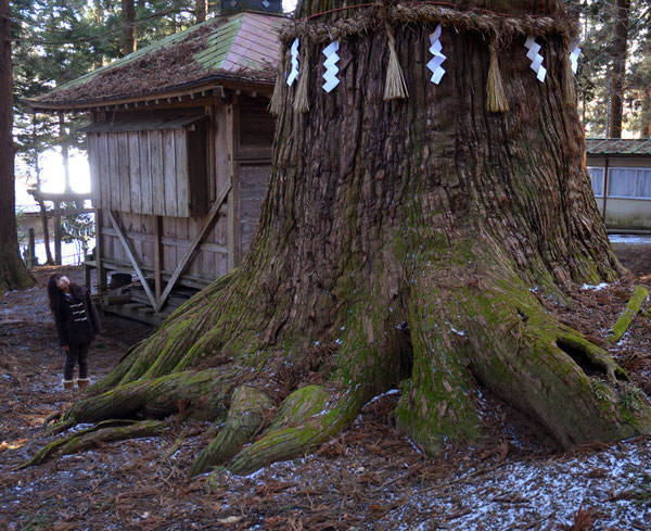 七崎神社の「神の杉」・僧行海が手植えしたと云う杉の巨木の１本