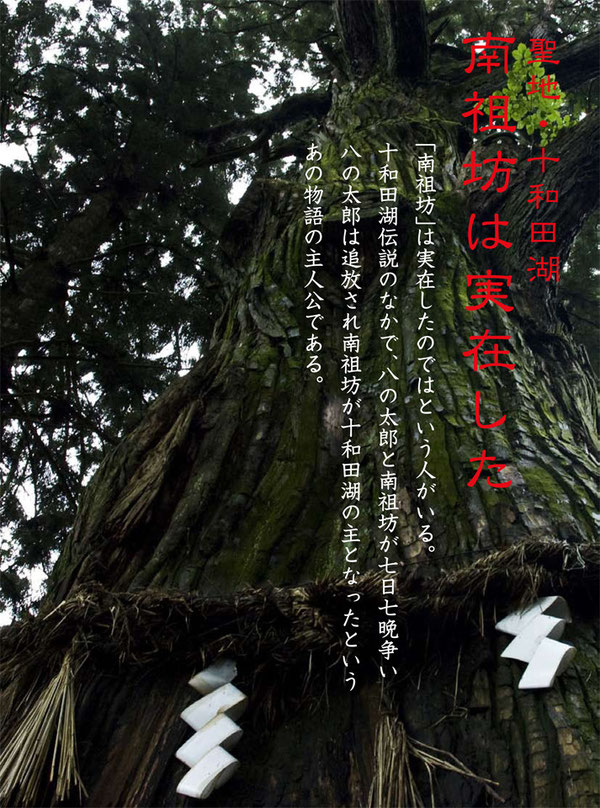 推定樹齢1000年 七崎神社の「神の杉」