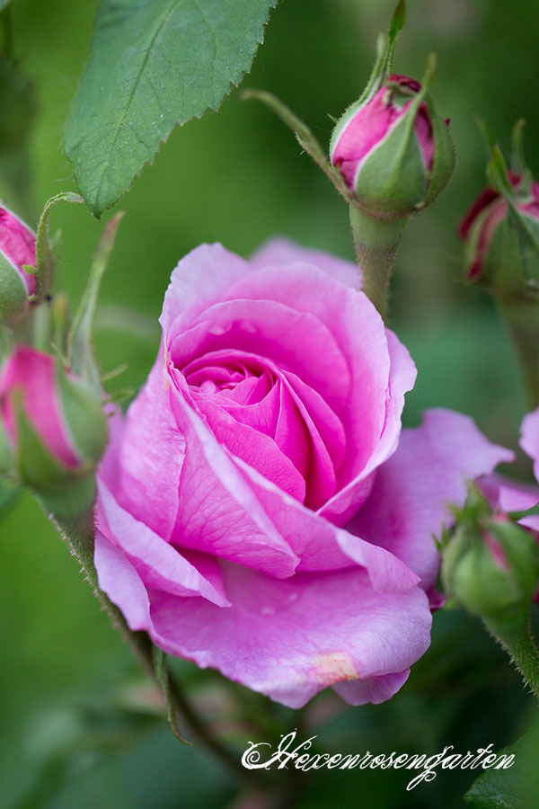 Rosen  Blüte Hexenrosengarten 