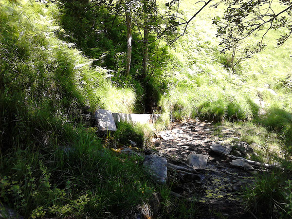 La Fontaine de Sept Hacs (mot béarnais signifiant les sept hêtres) mérite bien un petit détour d'un trentaine de mètres dans la première montée au-dessus du chemin de transhumance de Bergout.