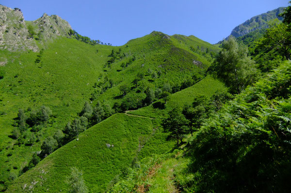 Les fougeraies de Lasies sont nichées dans un repli de terrain sous le Pic de Péneblangue.