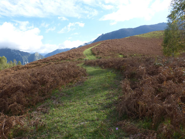 Au bas de Pirait à la jonction du chemin venant d'Athas, une envolée dans la fougeraie !