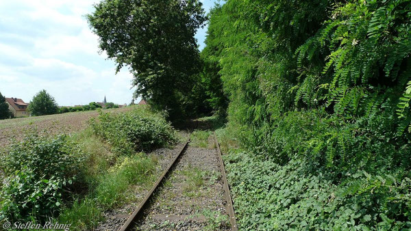 Zustand einer betriebsfähigen ". . .-Strecke" im August 2010 wo die Sonderfahrt wenige Meter weiter einen Zwangshalt wegen "Baum im Gleis" machen musste