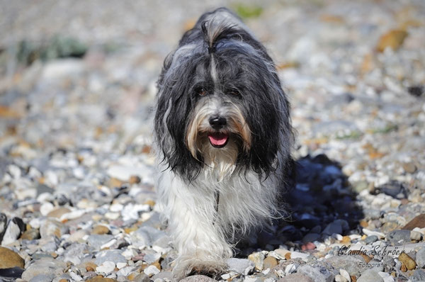 Der Hahn im Korb^^ Tibet Terrier Wito